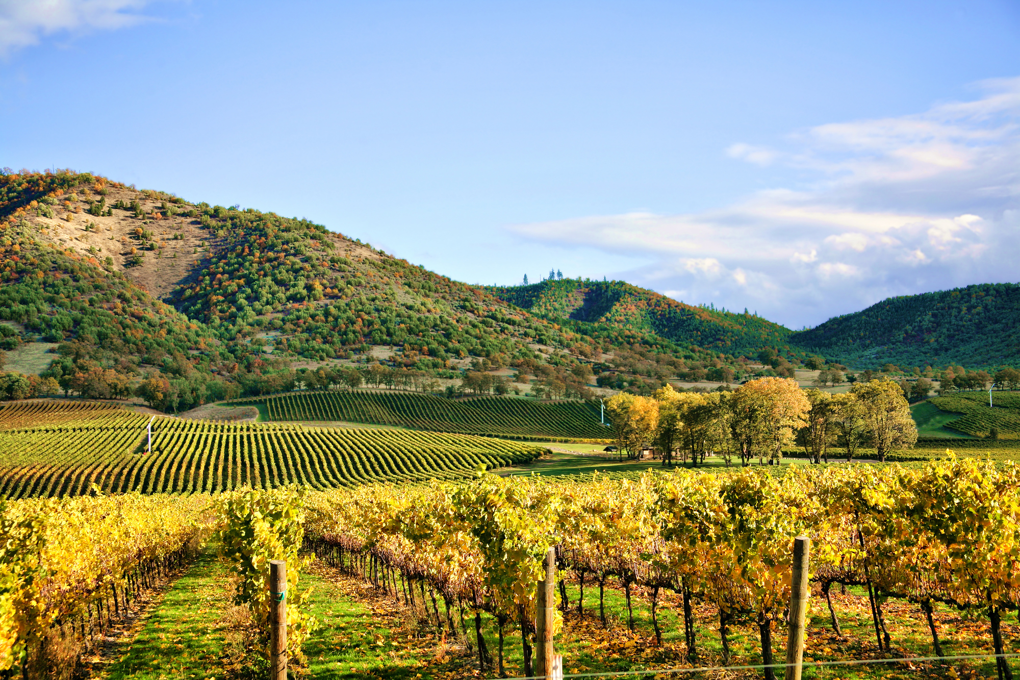 Autumn Vineyard